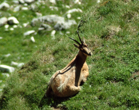 Camoscio d''Abruzzo Rupicapra pyrenaica ornata